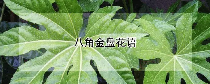 八角金盘花语