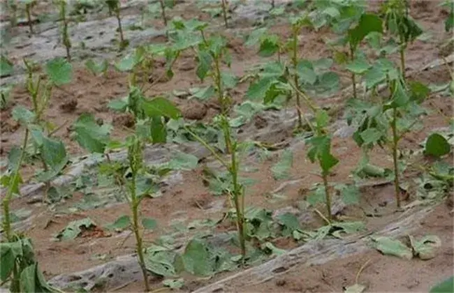 棉花苗期管理技术要点