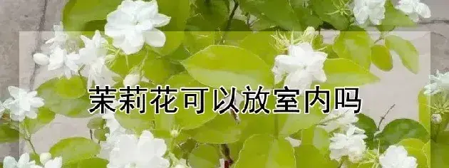 茉莉花可以放室内吗