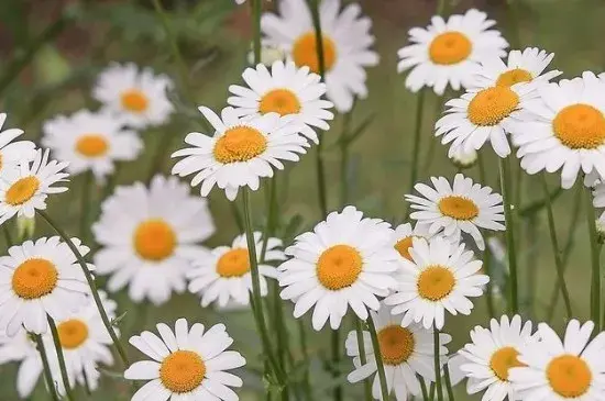 小雏菊花语