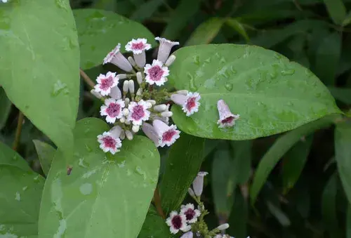 鸡矢藤的花语是什么？