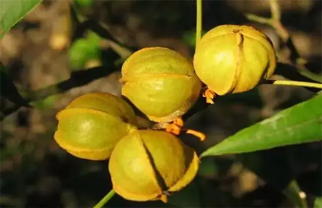 山核桃的种植技术