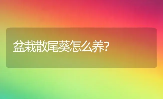 盆栽散尾葵怎么养？ | 家庭养花