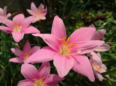 风雨兰的花语