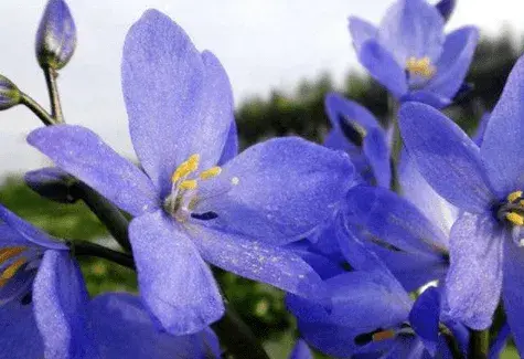 雨久花的花语有哪些？