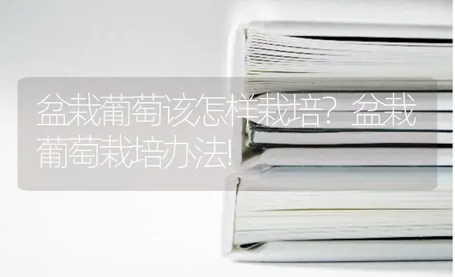 盆栽葡萄该怎样栽培？盆栽葡萄栽培办法! | 果木种植