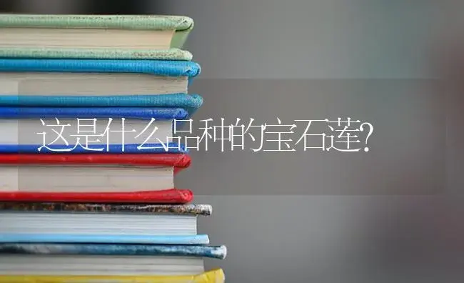 这是什么品种的宝石莲？ | 多肉养殖