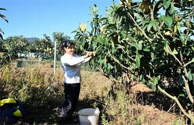 枇杷采摘后管理要点