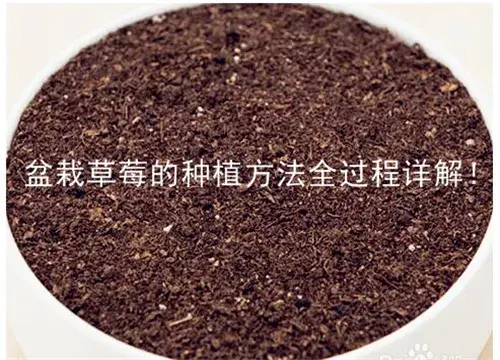 盆栽草莓的栽培措施全过程详解；