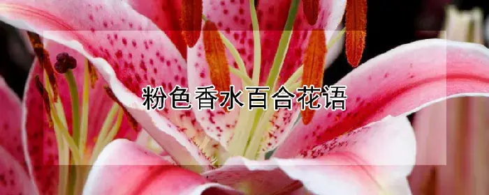 粉色香水百合花语