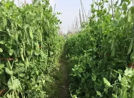 甜豌1号豌豆特征特性栽培技术及病虫害防治措施