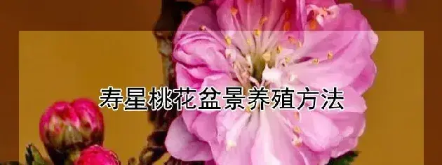 寿星桃花盆景养殖方法