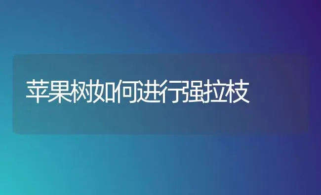 苹果树如何进行强拉枝 | 果木种植