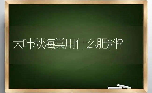 大叶秋海棠用什么肥料？ | 绿植常识