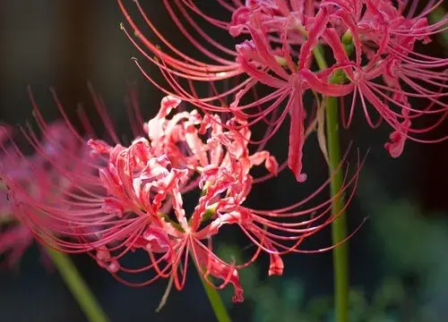 表示遗憾的花 花语是遗憾的花