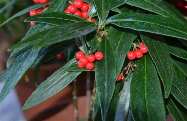 八爪金龙的种植技术