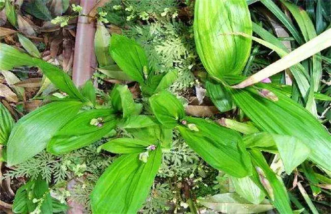 竹节参的栽培技术