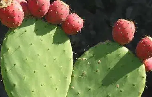 仙人掌是植物吗