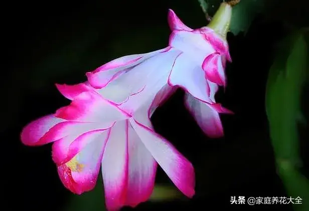 蟹爪兰为什么掉花苞,花蕾脱落的原因？