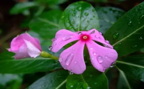 盆栽浇水 | 长春花多久浇一次水 几天浇一次水