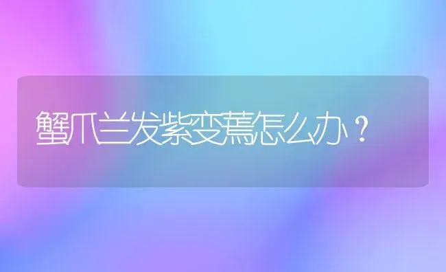 蟹爪兰发紫变蔫怎么办？ | 多肉养殖