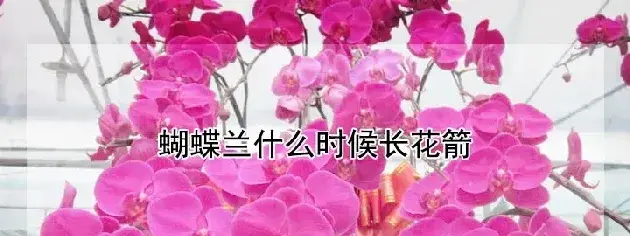 蝴蝶兰什么时候长花箭