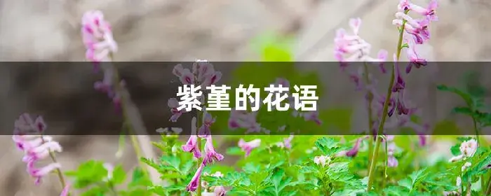 紫堇的花语