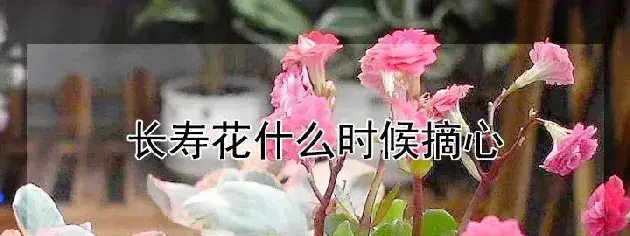 长寿花什么时候摘心