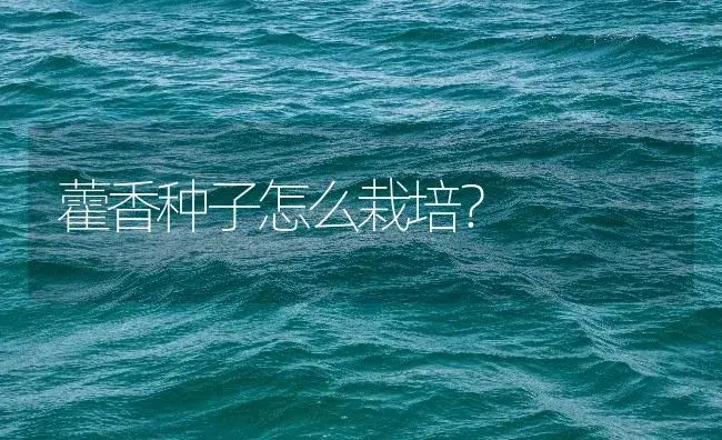 藿香种子怎么栽培？ | 药材种植