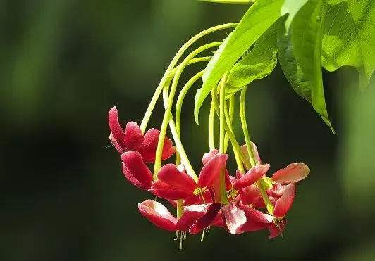 使君子的花语和传说故事有哪些？