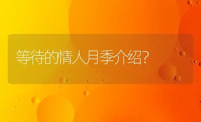 等待的情人月季介绍？ | 绿植常识