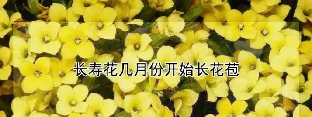 长寿花几月份开始长花苞