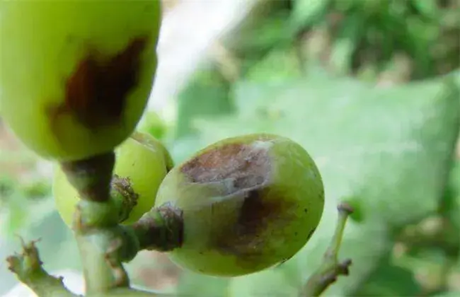 葡萄缩果 因素及防治和治疗办法