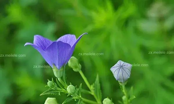 桔梗花的花语,桔梗花图片大全有哪些？