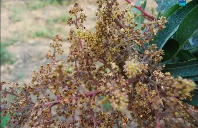 芒果常见病虫害的防治和治疗措施