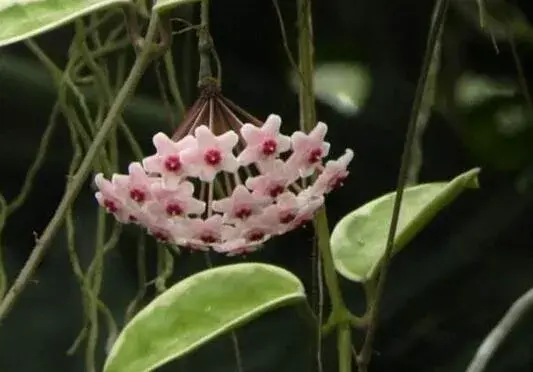 球兰花的花语是什么，球兰花的品种/青春美丽