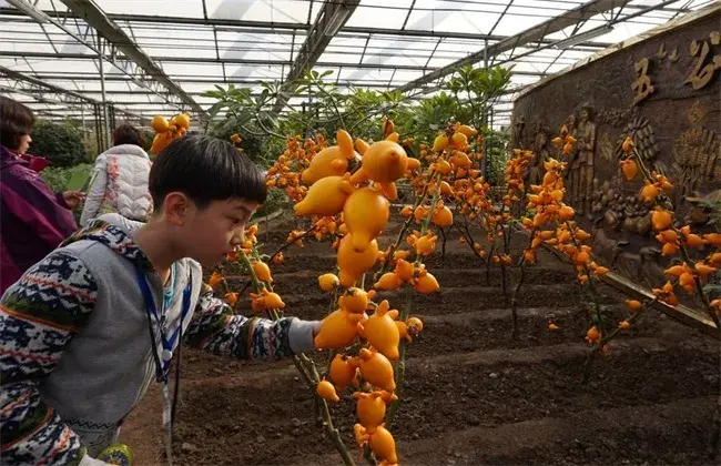 黄金果的种植技术