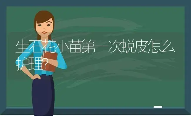 生石花小苗第一次蜕皮怎么护理？ | 多肉养殖