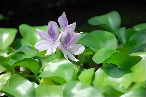 盆景知识 | 可当盆景花卉来养的水葫芦