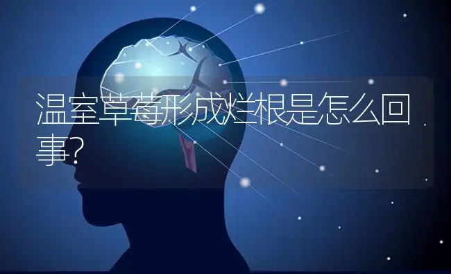 温室草莓形成烂根是怎么回事？ | 果木种植