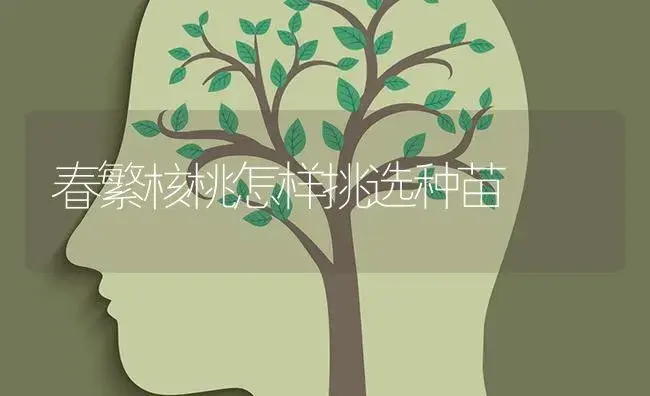 春繁核桃怎样挑选种苗 | 特种种植