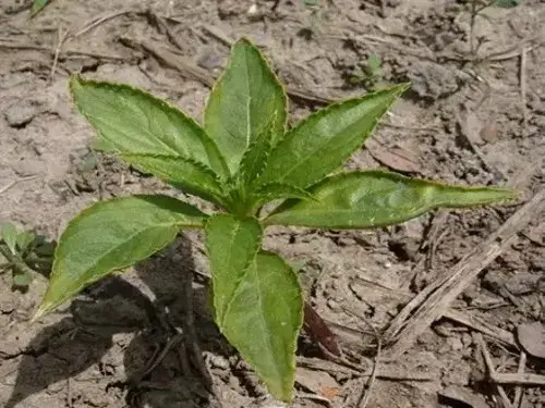 花卉果蔬盆景 | 凤仙花的生长过程（图解）