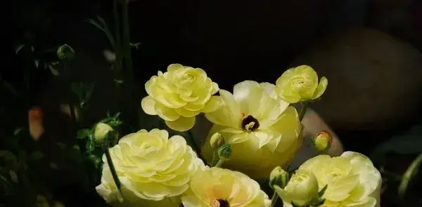 花毛茛的花语是什么，受欢迎_花语大全