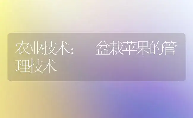 柑桔初夏盆栽治理 | 家庭养花