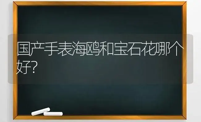 国产手表海鸥和宝石花哪个好？ | 多肉养殖