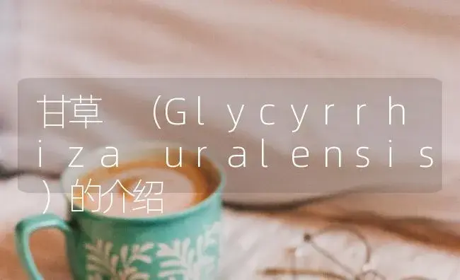 甘草 （Glycyrrhiza uralensis）的介绍 | 特种种植