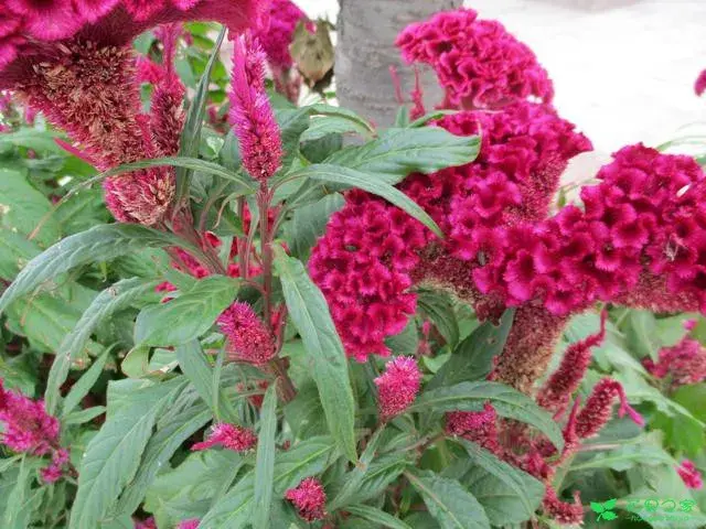 漂亮的鸡冠花开了，快来欣赏一番吧，它的花语可是“真爱永恒”