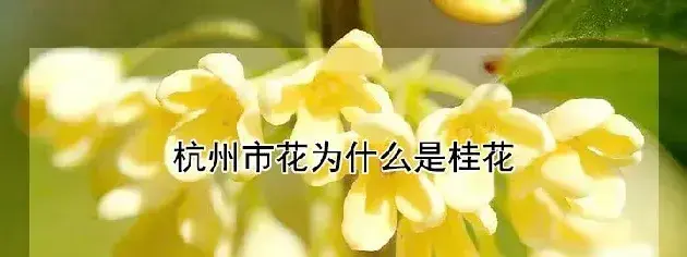 杭州市花为什么是桂花