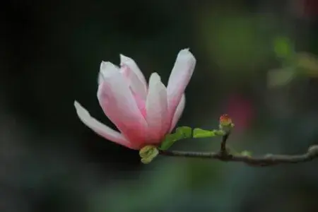 玉兰花花语是什么