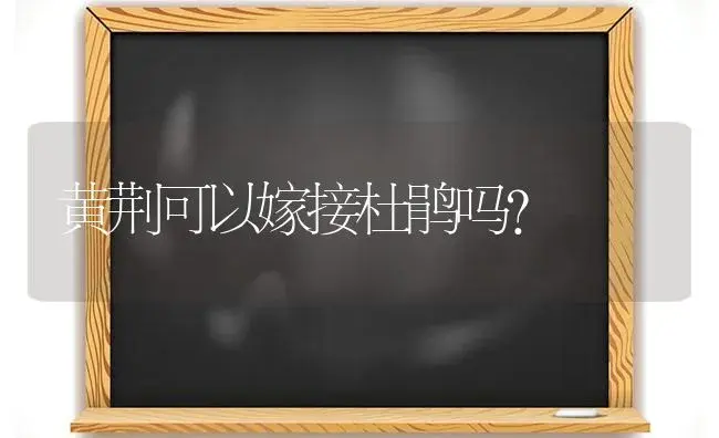 黄荆可以嫁接杜鹃吗？ | 绿植常识